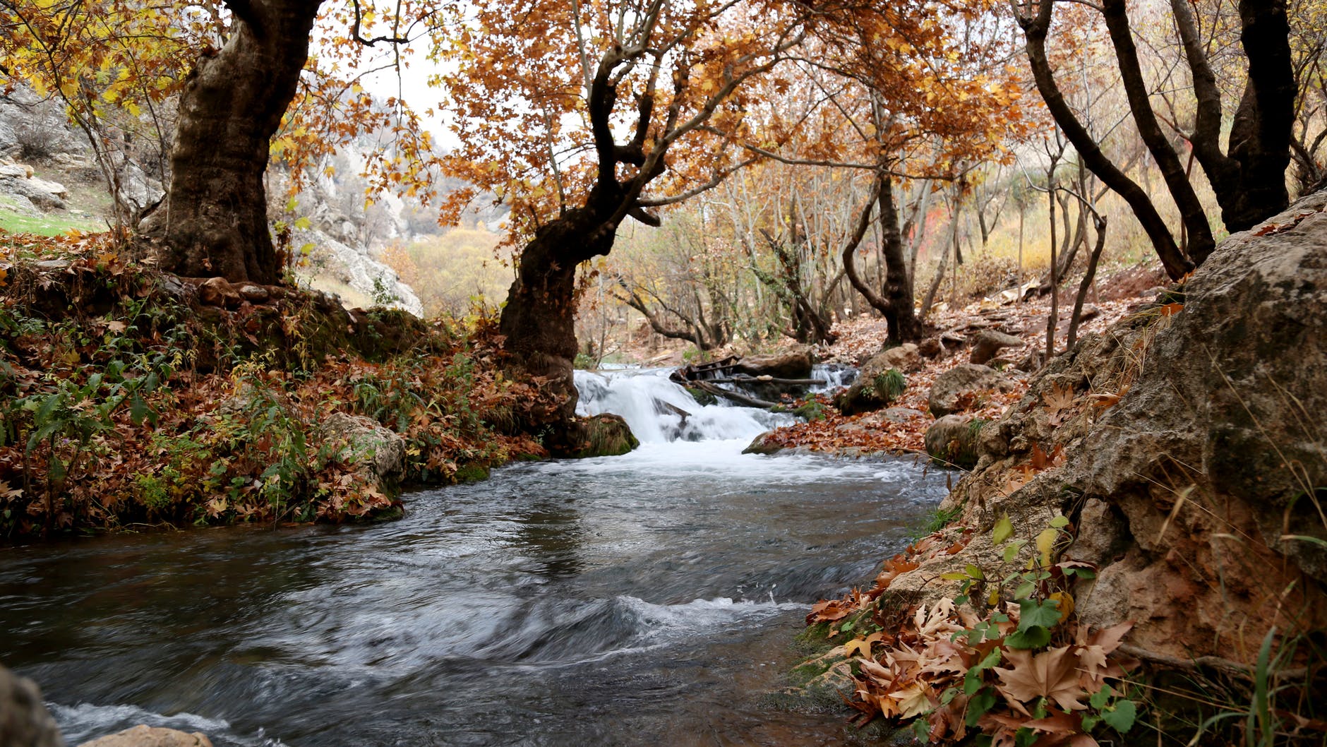 river inside forest near brown leaf trees