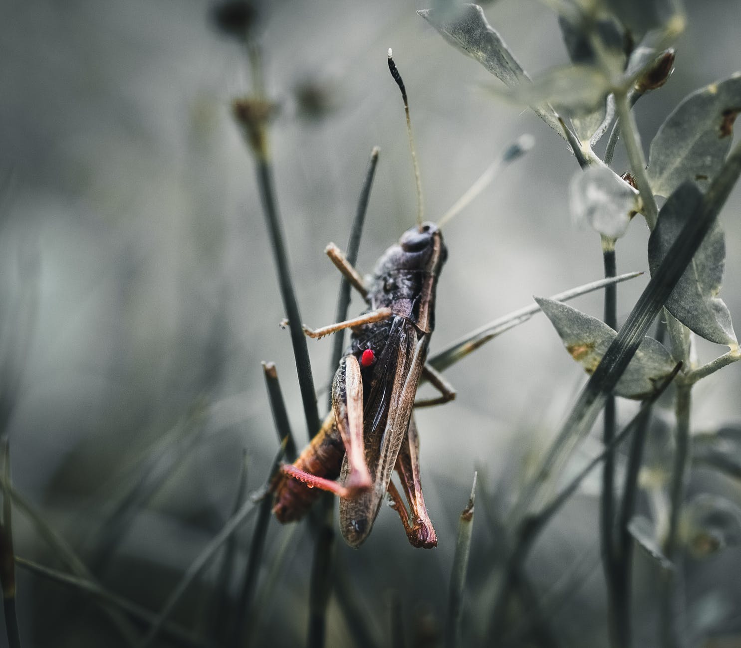 close up photo of grasshopper